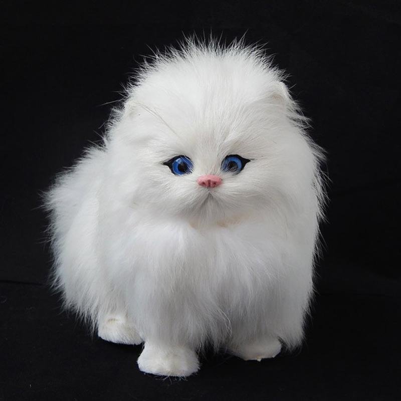 White fluffy cat with blue eyes on a black background