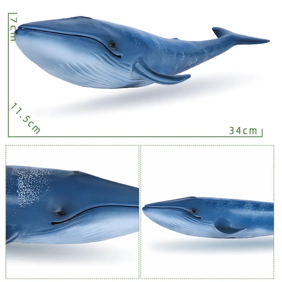 Blue whale model with measurements on a white background