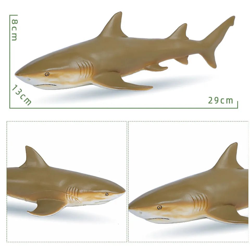 Shark model with measurements