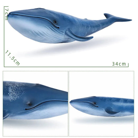 Blue whale model with measurements on a white background