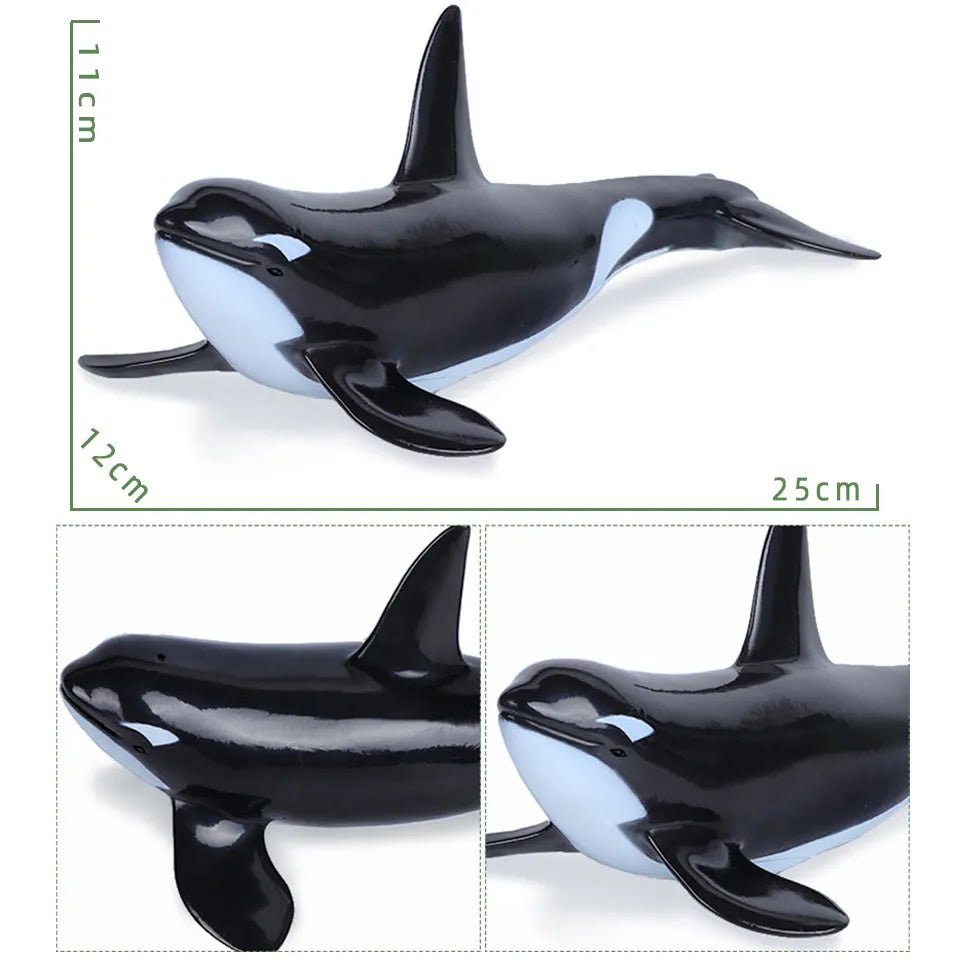 Black and white model of a whale with measurements 