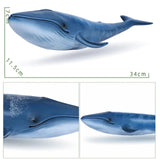 Blue whale model with measurements on a white background