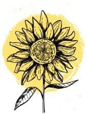 Black and white illustration of a sunflower.