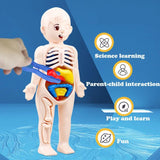 3D Human Body Anatomy Puzzle: Montessori Educational Toy image 2
