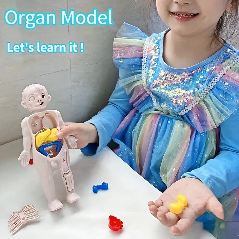 Child playing with a toy organ model labeled