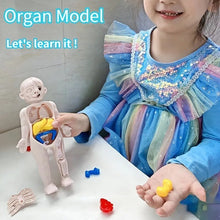 Child playing with a toy organ model labeled