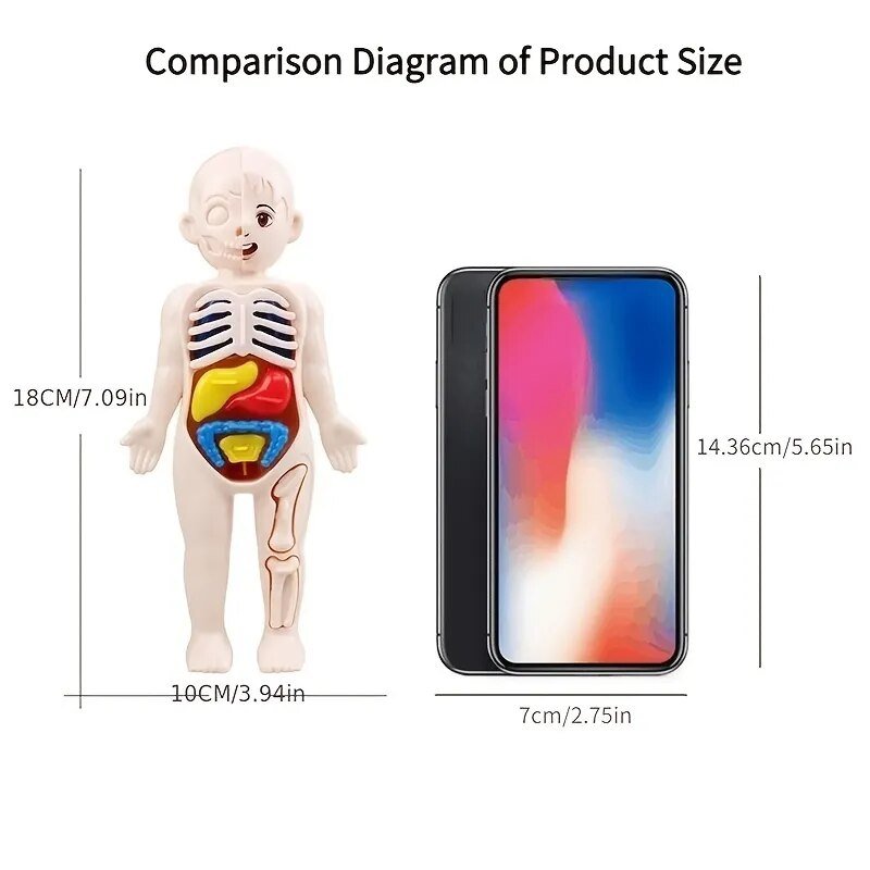 Comparison diagram showing a toy anatomical model of a baby and a smartphone with measurements.