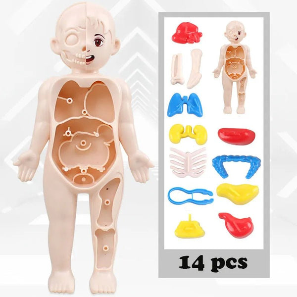 Anatomy model of a child with labeled body parts