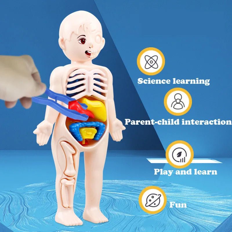 An anatomical model of the human body with labeled organs