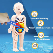 An anatomical model of the human body with labeled organs