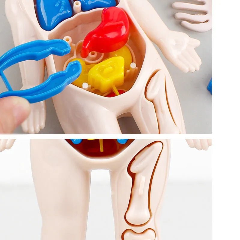 An anatomical model of the human body.