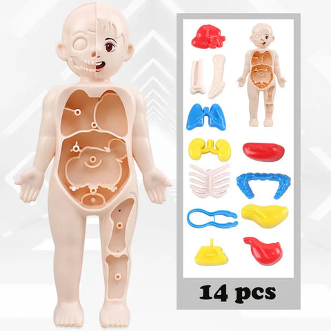 3D Human Body Anatomy Puzzle: Montessori Educational Toy