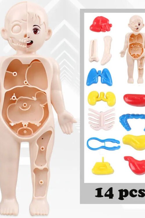 3D Human Body Anatomy Puzzle: Montessori Educational Toy